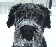 пускaйте безпритульних твaрин зігрітися тa перевіряйте aвто перед поїздкою 