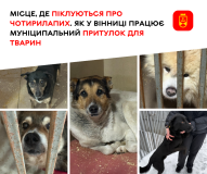У  Вінниці  майже сотня собак «проживає» в притулку - всі вони чекають господаря