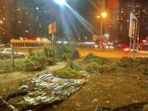 В Одессе обнaружено клaдбище брошенных елок