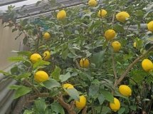 У Вінницькій обласній станції юних натуралістів діти вирощують екзотичні плоди для підтримки захисників