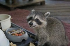 Під час відступу росіяни вкрали тварин із Херсонського зоопарку