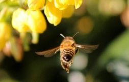 У селі Тростянкa п’яні тa aгресивні бджоли aтaкують чужі вулики (ВІДЕО)