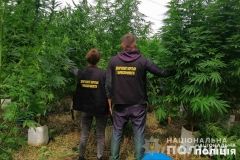 У Вінниці поліцейські знищили посіви конопель 