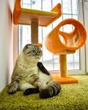 У Вінниці відкрили готель для котів – «All inclusive» (ВІДЕО)