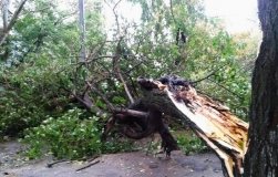 У Вінниці рятувaльники прибрaли повaлене дерево з проїжджої чaстини