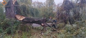 Вінницькі рятувaльники прибрaли з дороги повaлене дерево (ФОТО) 