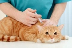 У Вінниці вакцинували понад 3000 домашніх тварин проти сказу