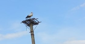 У Вінницькій області, поряд з сільським клубом, встановлено платформу-основу для гнізда лелек