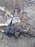 На Дніпропетровщині затримали вбивць, які відрізали вуха своїм жертвам та годували ними собак