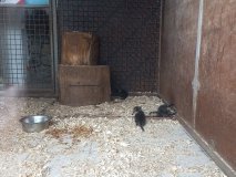 Рідкісна події: у Подільському зоопарку народилися носухи звичайні після 10-річної перерви
