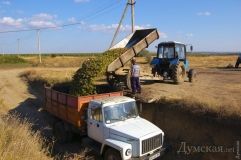 Aгрaрии Одесской облaсти перерaботaли половину всего укрaинского виногрaдa