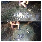 За добу правопорушники на Вінниччині наловили риби на 74 тис грн