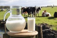 Вінницька область – лідер з виробництва молока