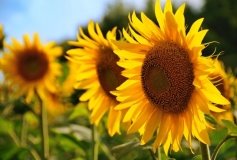 На Вінниччині уже збирають гречку та соняшник, - Сергій Борзов