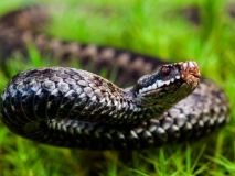 На Західній Україні зафіксовано 5 випадків укусів змій