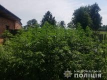 За вирощування снотворного маку та конопель чоловіку загрожує 3 роки увязнення