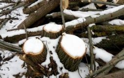 На Вінниччині виявили незаконну порізку дерев
