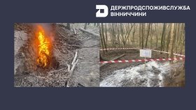 На Вінниччині в мисливському угідді знайшли трупи свиней з підозрою на АЧС