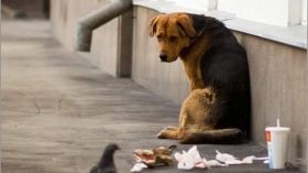 У Вінниці стерилізують та вакцинують безпритульних собак
