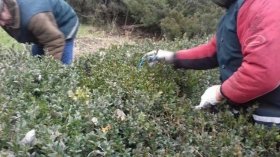 В Одесі комунальники напередодні Нового року висадили бускус