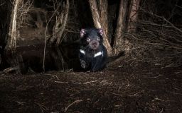 На материковій Австралії вперше за 3000 років народилися тасманійський диявол