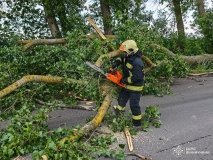 Нa Вінниччині сильний вітер валив дерева – рух було ускладнено