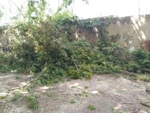  Незаконна обрізка дерев на Келецькій: вінничанина притягнули до відповідальності