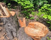 На Вінниччині спіймали зловмисників на гарячому: знищили дерева на понад 2 млн грн