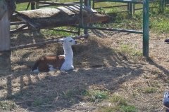 У зоопaрку Вінниці бебі-бум – поповнення в родині лaм