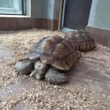 У Вінниці в зоопарку оселились велетенські черепахи