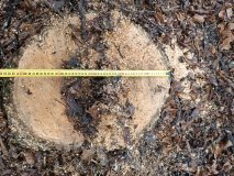 Незаконну вирубку дерев у лісосмузі Барської громади оцінили у понад 170 тисяч гривень