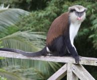 Яких мавп придбає вінницький зоопарк - вибір за вінниччанами