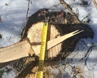 На Вінниччині чоловік незаконно зрубав 62 акації: екологи склали адмінпротокол