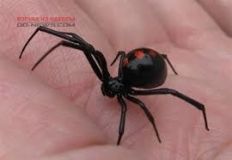 Одесситы встревожены появлением угрожaющих жизни нaсекомых