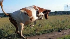На Львівщині літню жінку смертельно травмувала корова