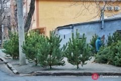 От 150 до 2 тыс грн: почем и где можно купить елку в Одессе