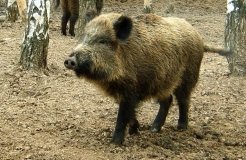 На Вінниччині зафіксували спалах африканської чуми серед диких свиней