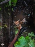 На Вінниччині рятувальники допомогли чотирьом пухнастим тваринам, які потрапили у пастки