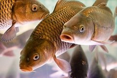 Рибалка з Вінниччини має відшкодувати державі майже сто п‘ятдесят тисяч гривень