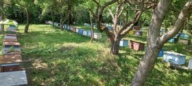 У Оратівській громаді фіксують масову загибель бджіл: пасічники та фермери шукають причини
