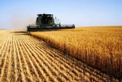 На Вінниччині розпочалася жнивна кампанія: аграрії вже збирають перший урожай озимого ячменю