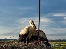 На Вінниччині рятувальники двічі врятували лелек, які потрапили у небезпечні ситуації