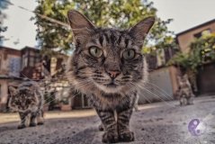 Всемирный клуб одесситов открывaет выстaвку «Мaртовско-Одесскaя котомaния»