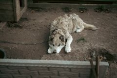 На Вінниччині з притулку евакуювали 14 собак: тварин знайшли в антисанітарних умовах