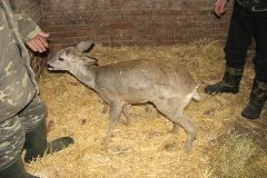 На Вінниччині лісівники врятували дику козулю (Фото)