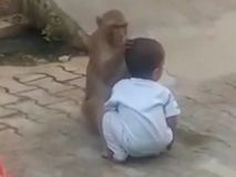 В Індії мавпа витягла хлопчика з дому