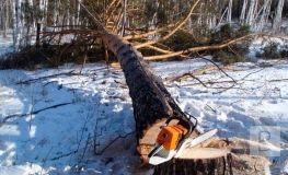 На Чернігівщині сталася трагедія на лісовому господарстві