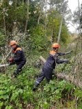 На Вінниччині енергетики відновили електропостачання після падіння дерева