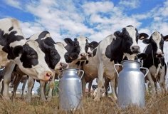 На Вінниччині запустили новий молокозавод