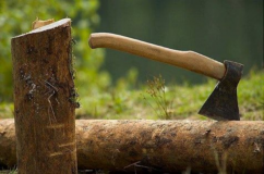 На Вінниччині судитимуть браконьєрів, які вирубали 17 дубів